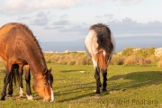 Ponys auf Lundy