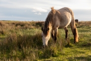 Ponys auf Lundy