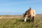 Ponys auf Lundy