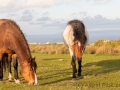 Ponys auf Lundy