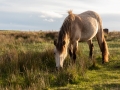 Ponys auf Lundy