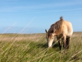 Ponys auf Lundy