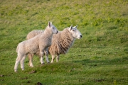 Schafe auf Lundy