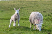 Schafe auf Lundy