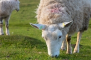 Schafe auf Lundy