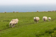 Schafe auf Lundy