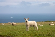 Schafe auf Lundy