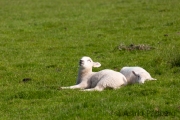 Schafe auf Lundy