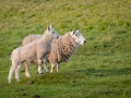 Schafe auf Lundy