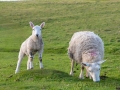 Schafe auf Lundy