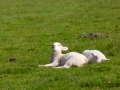 Schafe auf Lundy