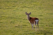 Sikahirsch, Lundy