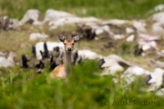 Sikahirsch, Lundy