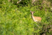 Sikahirsch, Lundy