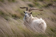 Verwilderte Ziegen