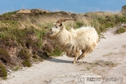 Verwilderte Ziegen