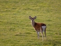 Sikahirsch, Lundy