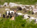 Sikahirsch, Lundy