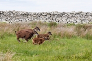 Soayschaf auf Lundy