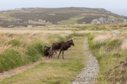 Soayschaf auf Lundy