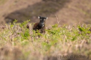 Soayschaf auf Lundy