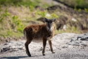 Soayschaf auf Lundy