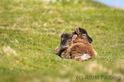 Soayschaf auf Lundy