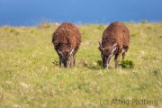 Soayschaf auf Lundy