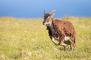 Soayschaf auf Lundy