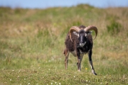 Soayschaf auf Lundy