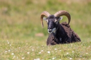 Soayschaf auf Lundy