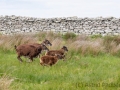 Soayschaf auf Lundy