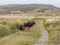 Soayschaf auf Lundy