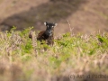 Soayschaf auf Lundy