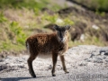 Soayschaf auf Lundy