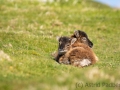 Soayschaf auf Lundy