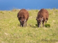 Soayschaf auf Lundy