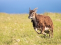 Soayschaf auf Lundy