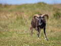 Soayschaf auf Lundy