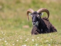 Soayschaf auf Lundy