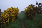 Weg an der Steilküste bei Porth Dinllaen