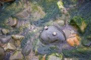 Schneckenfrosch am Strand