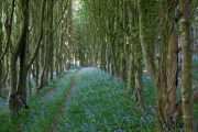 Glockenblumen im Wald