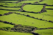 Schafweiden zwischen Bryn Swynog und Aberdaron