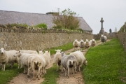 Rush-hour auf Bardsey