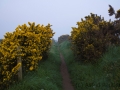 Weg an der Steilküste bei Porth Dinllaen