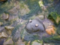 Schneckenfrosch am Strand