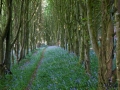 Glockenblumen im Wald