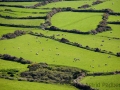 Schafweiden zwischen Bryn Swynog und Aberdaron