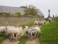 Rush-hour auf Bardsey